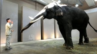 Elephant can imitate human speech researchers [upl. by Flyn]