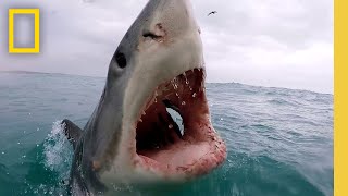 Sharkfest Cinematic  Official Trailer  National Geographic [upl. by Farra]