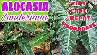 ALOCASIA SANDERIANA PROPAGATION  TIPS AND CARE  REPOT  Mabilis lang Magparami [upl. by Soirtimid409]