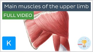 FULL VIDEO Main muscles of the upper limb  Human Anatomy  Kenhub [upl. by Sunshine]