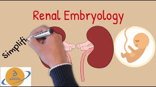 Kidney EmbryologyCongenital Defects part 1 Simplified for USMLE COMLEX amp NCLEX [upl. by Tawney455]