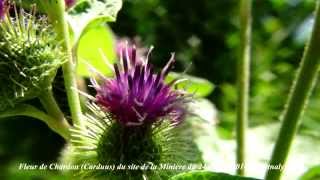 Fleurs du site des étangs de la Minière 24 Juillet 2014 [upl. by Orapma]