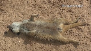 Meerkats Tire Themselves Out Searching For Food [upl. by Loftis]