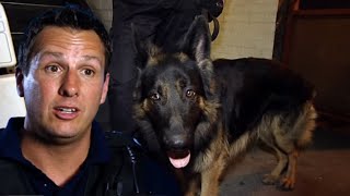 K9 Unit Searches for Suspected Thief  Send in the Dogs Full Episode [upl. by Tatum192]