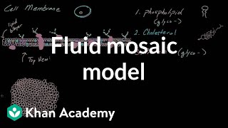 Cell membrane overview and fluid mosaic model  Cells  MCAT  Khan Academy [upl. by Brody]