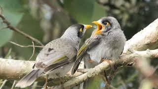 Noisy Miner 44 [upl. by Dupin495]