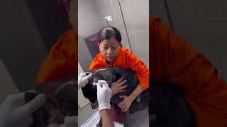 Madad maangna band kariye Please madad kariy🙏🏻 doglovers viral video shorts trending ytshorts [upl. by Ymer349]