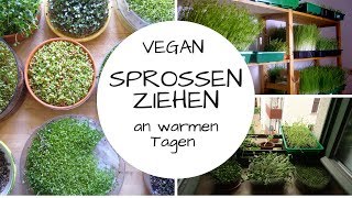 Können wir an so heißen Sommertagen Sprossen ziehen [upl. by Saree]