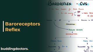 Baroreflex regulation of blood pressure Baroreceptor reflex physiology [upl. by Rutherfurd]