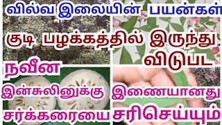 சர்க்கரையை சரிசெய்யவும் குடி பழக்கத்திலிருந்து விடுபட வில்வ இலை பயன்கள்vilva ilai uses in tamil [upl. by Levins171]