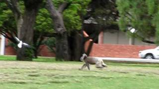 Adelaide  Koala running in the park  1 [upl. by Murrah]