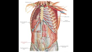 The Inferior epigastric artery Origin Course Supply and Anastomosis [upl. by Alleoj124]