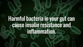 Harmful bacteria in your gut can cause insulin resistance and inflammation [upl. by Glory454]