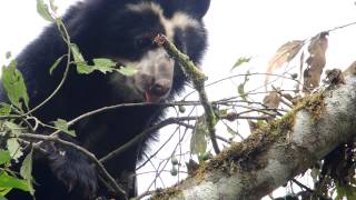 Spectacled Bear feeding on wild avocados [upl. by Enegue]