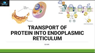 Transport of Protein In Endoplasmic Reticulum [upl. by Tayler495]