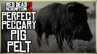 HOW TO GET A PERFECT PECCARY PELT  RED DEAD REDEMPTION 2 PRISTINE 3 STAR PECCARY PIG HUNT [upl. by Nihi686]