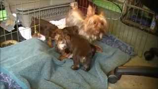 Chocolate Yorkie Puppies Playing With Mom [upl. by Pelpel]