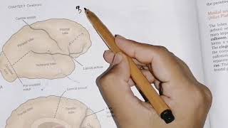 Surfaces of cerebral hemisphere  sulcus anf gyrus of each lobe in easy wayneuroanatomycerebrum 2 [upl. by Clarie]