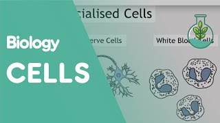 Intro To Cells Animals amp Plants  Cells  Biology  FuseSchool [upl. by Cis889]