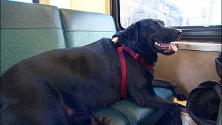 This Dog From Seattle Rides the Bus By Herself To Go To The Park [upl. by Cj]