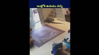 ఇంట్లోకి ఉడుము వచ్చి shorts ytshorts telugu humanity lizard trending shortvideo viralvideo [upl. by Divadnoj165]