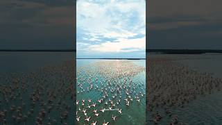 Have You ever seen flok of flamingos in sambhar lake🦩It’s something Magical You gonna experience 🦩 [upl. by Naujed]