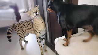 Serval and pincher sort things outServal meows [upl. by Ylrebmic]