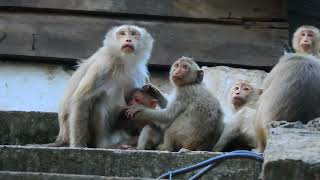 Oh Great  All Mini Tiny Monkeys Unhappy Of Big Birds Flying Around Looking Monkeys [upl. by Lud]