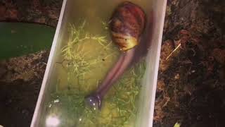 Schnecken baden gerne Achatschnecke nimmt ein HeilerdeBad [upl. by Rawden]