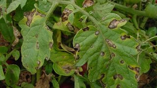 Identifying and Treating Early Blight on Tomato Plants [upl. by Platon]