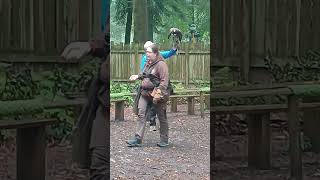 LIVE SPECIAL FALCONRY KESTRELS BIRD AIR DISPLAY LONGLEAT CENTRE PARCS UK2024 [upl. by Penthea]