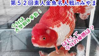 動画で金魚『平成30年5月27日開催 第52回素人金魚名人戦ｉｎ九州みやま…今年は大型個体が多数出品』Ｈ30527 [upl. by Keldah]