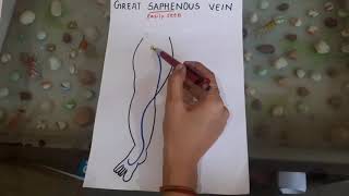 Great saphenous vein anatomy [upl. by Aseuqram]