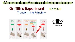 Griffith’s Experiment  Search for Genetic Material  Class 12th  NEET  Biocules [upl. by Cristionna]