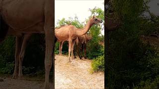 Thar ka chamil ghas khan rhay han pearp pa video🐪 [upl. by Kcyrred]