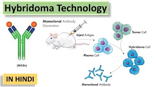 Hybridoma technology for monoclonal antibody production  Biotechnology [upl. by Eniamzaj]