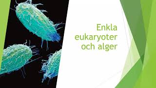 Enkla eukaryoter och alger  Biologi 1 100 p [upl. by Johnnie]