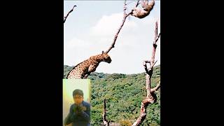 Jaguar Catching Sloth 🦥🦥reaction ytshort viral jaguar sloth [upl. by Anotyad]