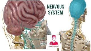 الجهاز العصبي  Nervous system [upl. by Modesty]