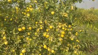 Wow Amazing Agriculture Technology  Lemon tree  Punjab Pakistan 🍋 naturezon7 [upl. by Antonietta343]