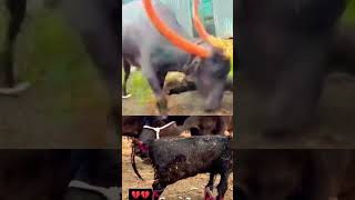 Maa ki Mamta se khilwaad rooftop facts fun farming GOAT animals kids dairy [upl. by Ahsenik]