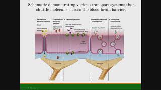 Nontoxic Carbon amp Carbon Nitride Dots as Bioimaging Agent amp Nanocarrier [upl. by Spearing]