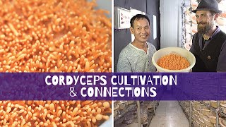 Cordyceps Cultivation amp Connections [upl. by Ahsenev541]