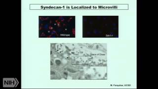 Proteoglycans Arbiters of Lipoprotein Metabolism [upl. by Novaelc]