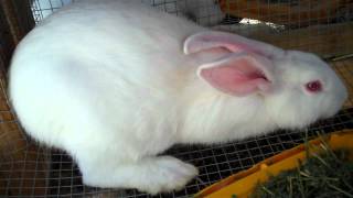 Raising New Zealand White Meat Rabbits From Start to Finish 9 amp10 Weeks Old [upl. by Polivy]