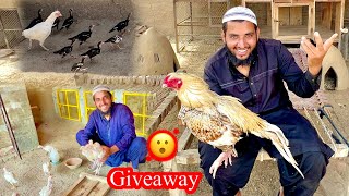 Giveaway Date Confirm Hugyi Aseel Chicks Gift Miles Ge 😮 [upl. by Aylmer133]