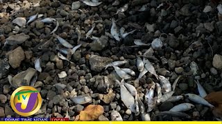 Fish Kill in Harbour View Palisadoes Area  TVJ News [upl. by Lehcor]