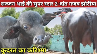 For Sale सज्जन भाई की सुपर डूपर 2दांत ताजा ब्याई झोटी  एक उंची व तगड़ी पशुधन  कुदरत का करिश्मा [upl. by Suirrad]