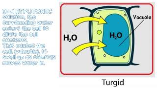 Diffusion amp Osmosis KS3  The Bio Coach [upl. by Lallage]