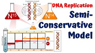 SemiConservative DNA Replication Meselson and Stahl Experiment [upl. by Omland]